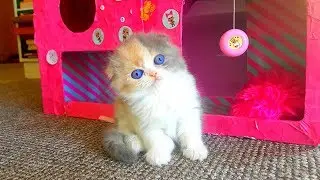 Reaction - gave a kitten! Surprise for Alice - the little kitten