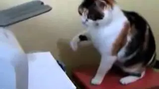 Мега Прикол   Кошка и Принтер!!!