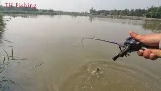 cá trong bụi cỏ.