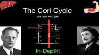 Biochemistry: The Cori Cycle (Lactic Acid Cycle) SUPER EASY in 7 Minutes!