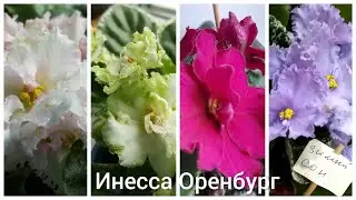 Цветут сортовые фиалки: Тропический полдень, Берилловый иней, Золотая роскошь, Зимний сон (сенполии)