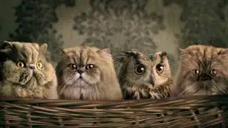 Интересные и увлекательные факты о совах   Смешное видео с совами