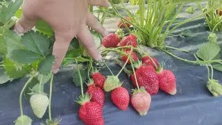 клубника Альба. Первый сбор в открытом грунте.