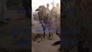 mandi loot li 