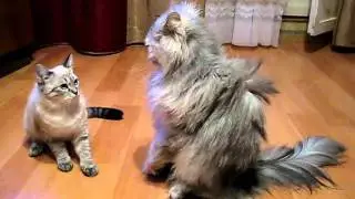 коварство женщин