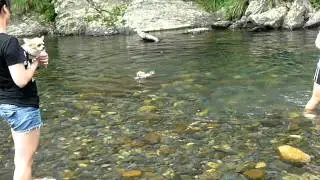 皮皮錢錢游泳.MOV
