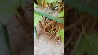работаем со смородиноц