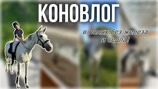 КОНОВЛОГ: в полях без седла и уздечки 💚