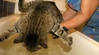 Подборка говорящих котов #2