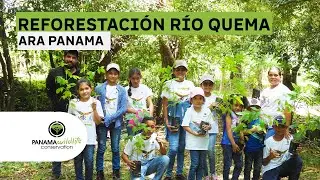 Apoyando a las Guacamayas Verdes: Niños de la Escuela Río Quema en Azuero Plantan Árboles Nativos