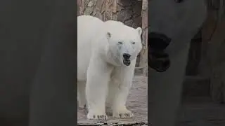 Белый медведь в Питере