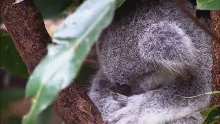 Wildlife in HD