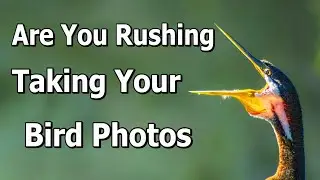 Are You Rushing To Take Your Bird Photos