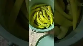 Цицак маринованный на зиму 🌶️