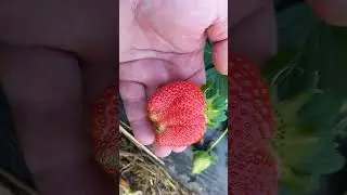 сладкая клубничка на рождество
