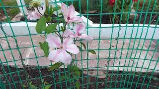 Клематис Сувенир ду Капитан Тюйо(лат. clematis Souvenir du Capitan Thuilleaux). Подготовка к зиме.