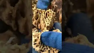 Termites for Chicken Feed #termites #chicken