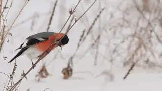 Снегири зимой. Что едят снегири зимой. Самец и самка снегиря