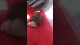 лапуся #guineapig #морская_свинка
