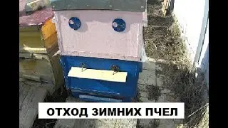 Прозрачное дно улья