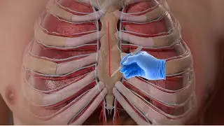 Heart Bypass Surgery (CABG): Procedure, Recovery, and Benefits| Heart Surgery 3D Animation