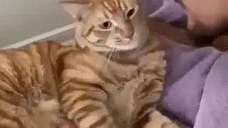 Милый котик, хороший котик. Cat