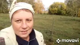 Очередные будни. Осень, коровы, гречиха...