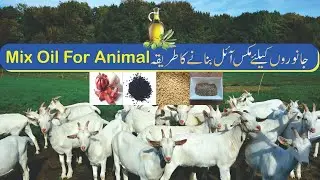 Mix Oil For Animal - Oil For Goats -  Urdu/Hindi  by MR Videos جانوروں کیلئے مکس آئل بنانے کا طریقہ