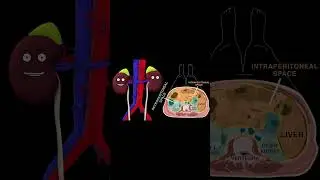 KIDNEY SONG #animation  #song #anatomy #kidney #kidneyhealth #mnemonic #animation #education