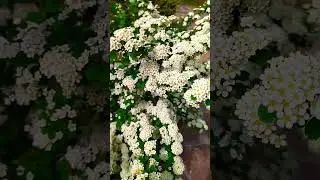 "Невеста" спирея.