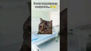 #youtube #рекомендации #популярное #мем #кот 👌😜