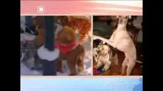 Собаки-зверобаки
