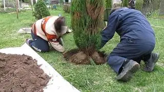 Пересадка взрослых хвойных.. Сосна Колумнарис(Колумбо)  и кипарисовик. Начало новой клумбы.