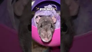 they can 🐭grow back🐭