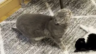 Wow, Look At This Cats Ears When He Yawns
