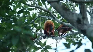 Singe hurleur