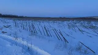 Прогулка с собакой