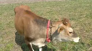 Джерсі