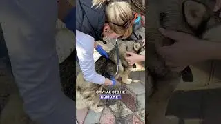 Какую водку выбрать для собаки  