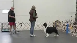 Creating perfect stacks with your dog for the show ring - with Eric Salas