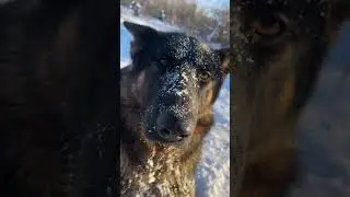 Собачка