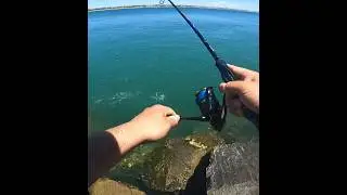ESTE señuelo ES brutal🎣🎣 #fishing #pescaspinning #huelva #fish #pesca