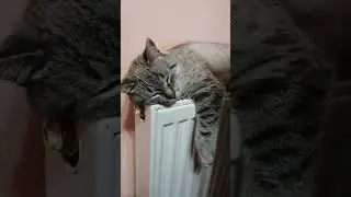 THE DEPUTY'S CAT😾 A CONVERSATION WITH A CAT, PART 5