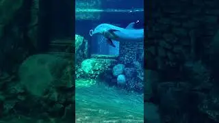 WATER BENDING DOLPHIN 🤯