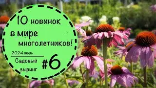 #6 ☘️Садовый зыринг☘️Питомник Карл Фёрстера ☘️ Сравним гейхеры, эхинацеи, флоксы и дельфиниумы!