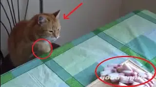 Животные воры -- воруют все [Pets thieves - they steal all]