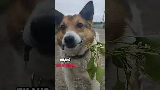 Видно не судьба 