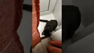 мой 