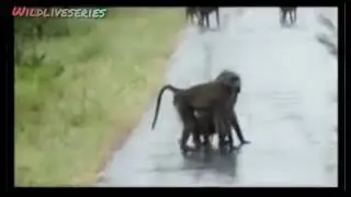 WAILDLIFE // Funny babbons mating // Tazama maajabu ya nyani ni kama binadamu