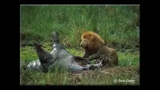Africanism All Stars - Summer Moon (Amazing Pictures of Animals HD)